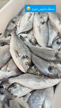 سمك دنيس مبرد
