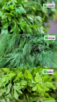 بقدونس، جرجير، نعناع