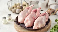 صدور دجاج طازة