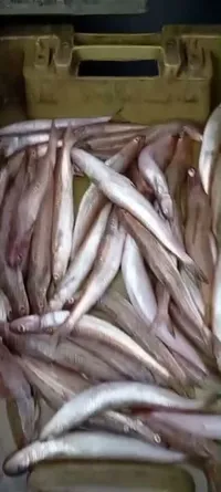 سمك الميرلان الطازج