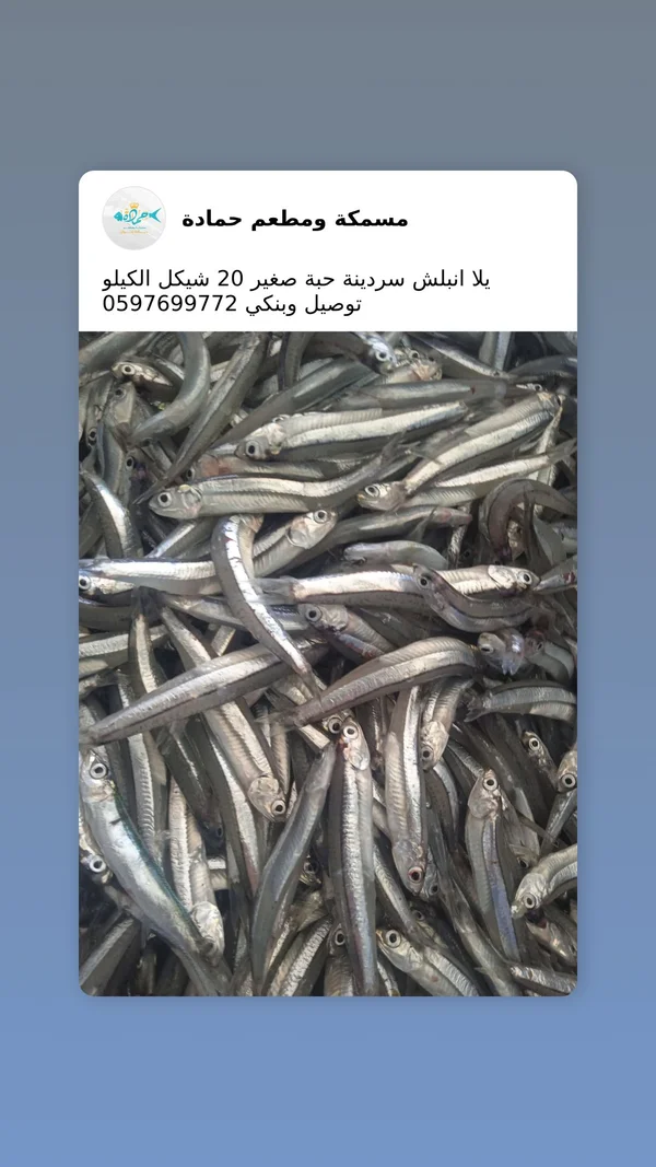 سمك سردين صغير - مسمكة ومطعم حمادة - مطاعم ومقاهي - سوق غزة