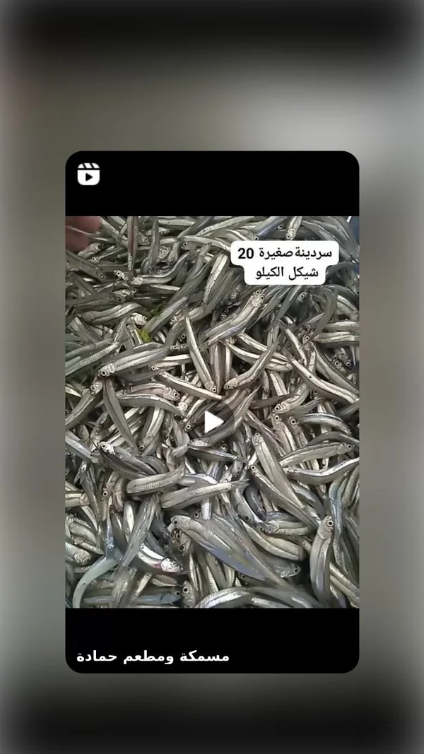 سمك سردينة صغيرة - مسمكة ومطعم حمادة - مطاعم ومقاهي - سوق غزة