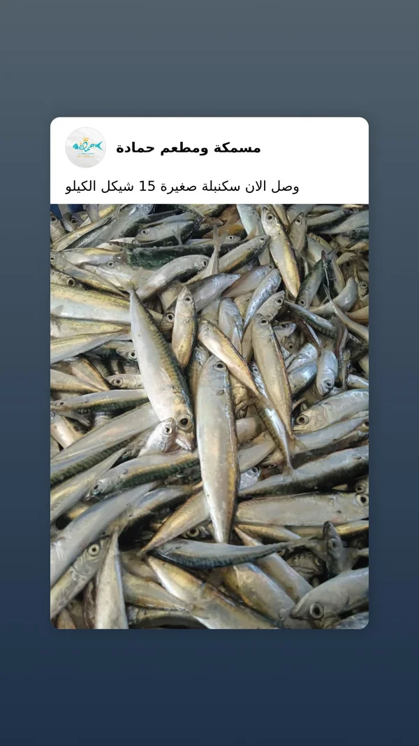 سمك سكنبلة صغيرة - مسمكة ومطعم حمادة - أسماك ومأكولات بحرية - سوق غزة