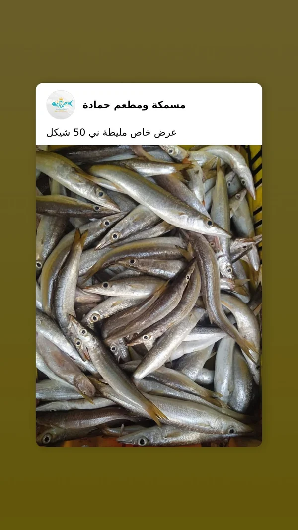 سمك مليطة طازج - مسمكة ومطعم حمادة - أسماك ومأكولات بحرية - سوق غزة