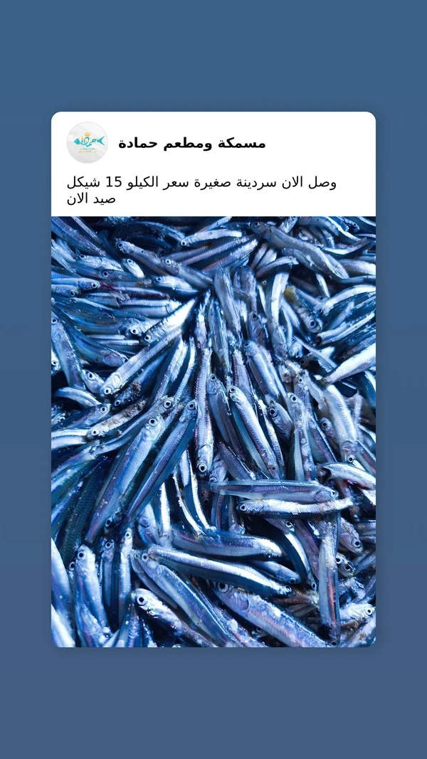 سمك سردين طازج - مسمكة ومطعم حمادة - أسماك ومأكولات بحرية - سوق غزة