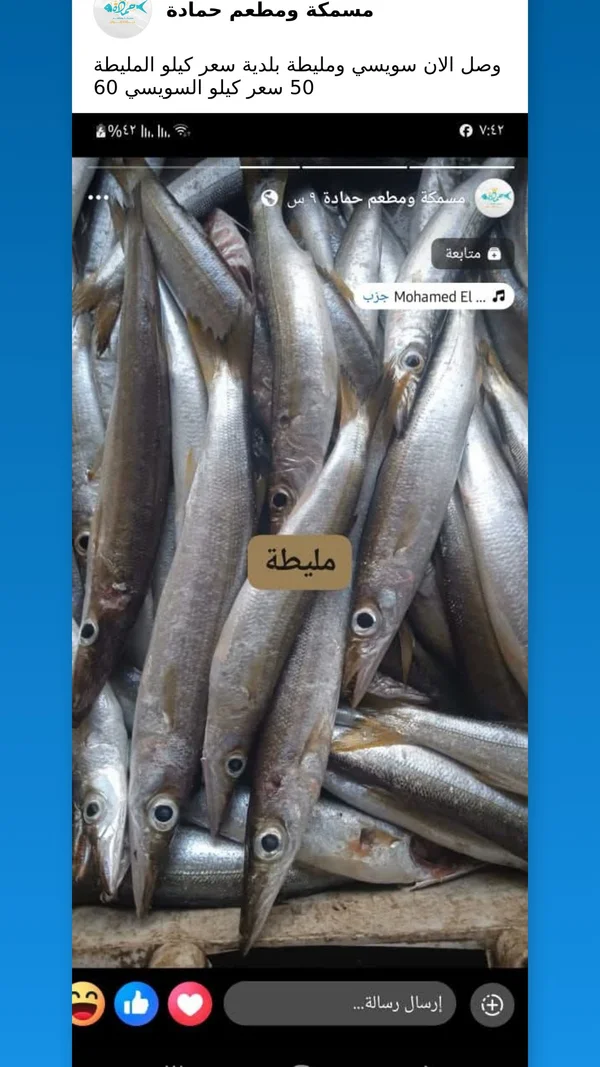سمك مليطة بلدي - مسمكة ومطعم حمادة - أسماك ومأكولات بحرية - سوق غزة