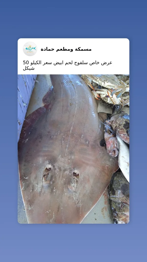 سمك سلفوح لحم أبيض - مسمكة ومطعم حمادة - أسماك ومأكولات بحرية - سوق غزة