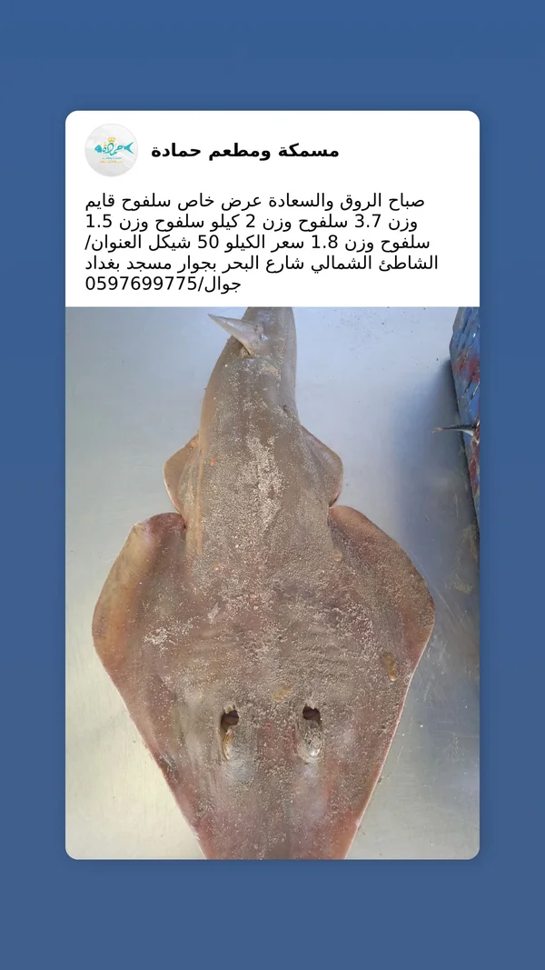 سمك سلفوح طازج - مسمكة ومطعم حمادة - أسماك ومأكولات بحرية - سوق غزة