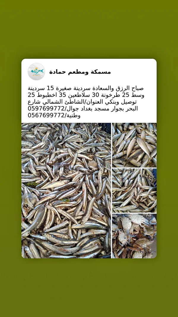 سمك سردين صغير - مسمكة ومطعم حمادة - أسماك ومأكولات بحرية - سوق غزة