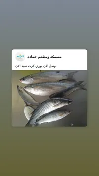 أسماك طازجة متنوعة - مسكة ومطعم حمادة