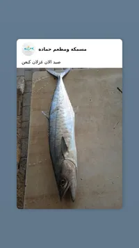 سمك طازج - صيد اليوم من غزلان كنعن