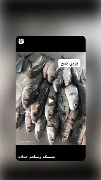 أسماك طازجة - يوري صح