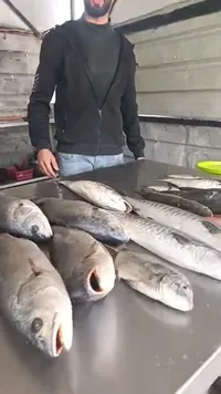 أسماك طازجة متنوعة - سمك بحري طازج