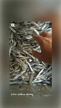 سمك جمادة طازج