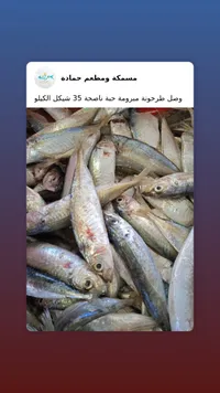 سمك طرخونة مبرومة - مسمكة ومطعم حمادة - سوق غزة