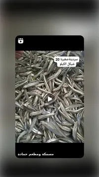 سمك سردينة صغيرة - مسمكة ومطعم حمادة - سوق غزة