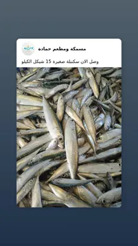 سمك سكنبلة صغيرة - مسمكة ومطعم حمادة - سوق غزة