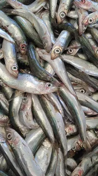 سمك السردين الطازج