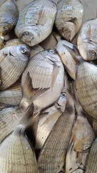 سمك دنيس طازج