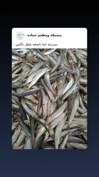 سمك سردين طازج - مسمكة ومطعم حمادة