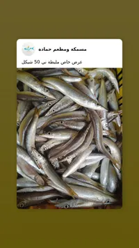 سمك مليطة طازج - مسمكة ومطعم حمادة - سوق غزة