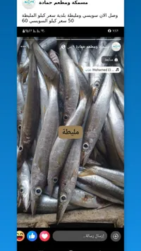 سمك مليطة بلدي - مسمكة ومطعم حمادة - سوق غزة