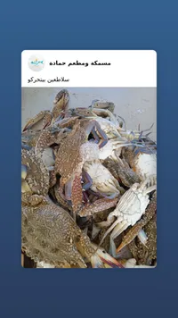 سلاطعين طازجة - مسمكة ومطعم حمادة