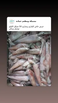 كلماري وحباري طازج - مسمكة ومطعم حمادة - سوق غزة