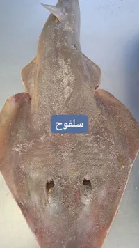 سمك سلفوح طازج