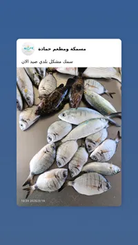 سمك مشكل بلدي - مسمكة ومطعم حمادة
