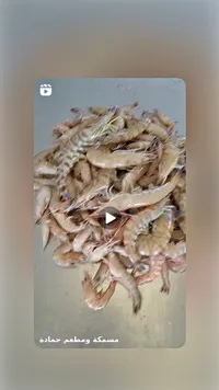 جمبري طازج - مسمكة ومطعم حمادة - سوق غزة