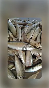 سمك طازج - مسمكة ومطعم حمادة
