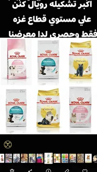 طعام القطط المتخصص - رويال كانين (Royal Canin)