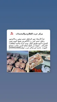 جوز زغاليل طازج - مركز حرب - سوق غزة