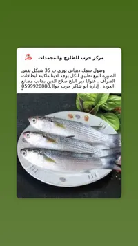 سمك بوري دهباني - مركز حرب للطازج والمجمدات - سوق غزة
