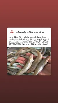 سمك أسوسي طازج - مركز حرب - سوق غزة