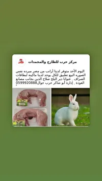 أرانب طازجة - مركز حرب