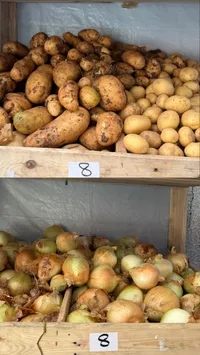 بطاطا محلية طازة