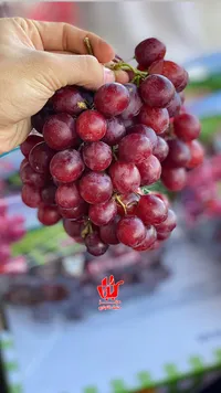 عنب أحمر طازج