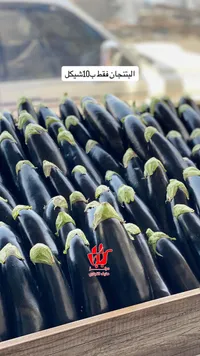 باذنجان طازج - طازج الشرقية