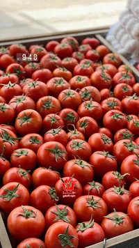 بندورة طازة - جودة ممتازة