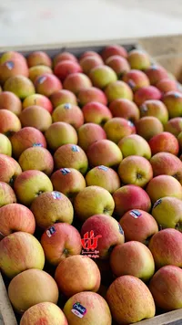 تفاح فوجي طازج
