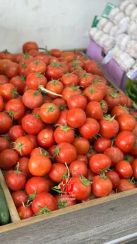 طماطم طازة - سوق غزة
