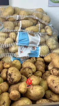 بطاطس طازجة - فلسطين