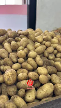 بطاطا طازة - حقل الخليج