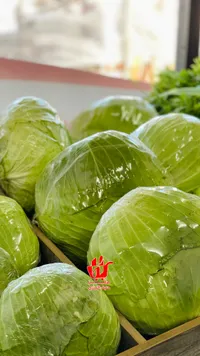 ملفوف أخضر طازج