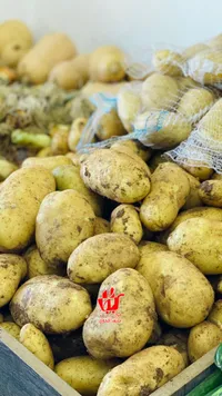 بطاطا طازة - صيف التجاري