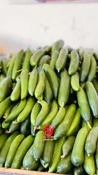 خيار طازج - الجودة العالية
