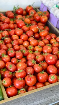 طماطم طازة - محلية