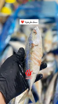 سمك طازج - سمك برخونا